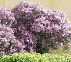 Сирень Венгерская (Syringa josikaea) - Продажа растений