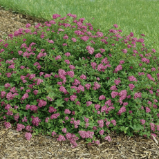 Spiraea japonica Nana / Спирея японская Нана - Продажа растений