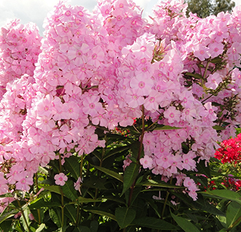 Флокс метельчатый "Роза Пастел" (Phlox paniculata 'Rosa Pastell) - Продажа растений