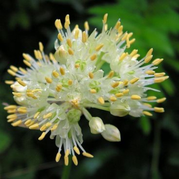 Лук густой (Allium condensatum) - Продажа растений