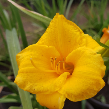 Лилейник Стелла де Оро (Hemerocallis hybrid Stella de Oro) - Продажа растений