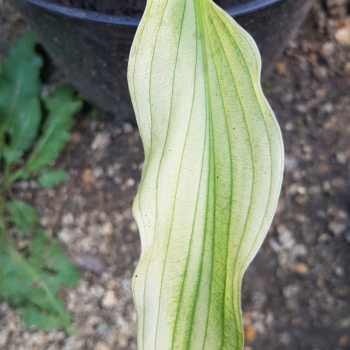 Hosta Вайт Фезе Hosta White Feather - Продажа растений