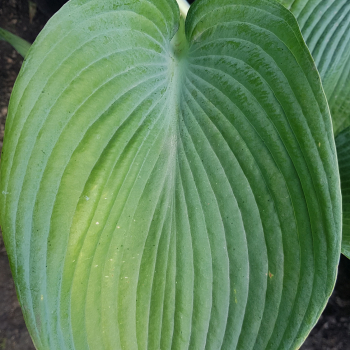 Хоста Зибольда (Hosta Sieboldiana) - Продажа растений