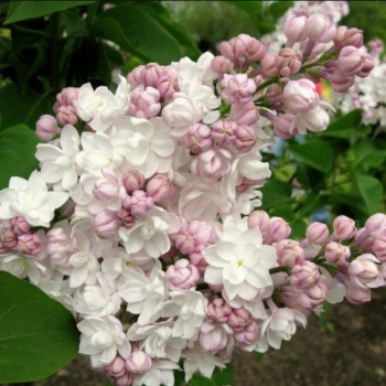 Сирень обыкновенная "Красавица Москвы" (Syringa vulgaris ) - Продажа растений