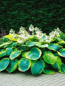 Hosta Frances Williams (Хоста Фрэнсис Уильямс) - Продажа растений