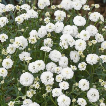 Тысячелистник Птармика (Achillea ptarmica) - Продажа растений