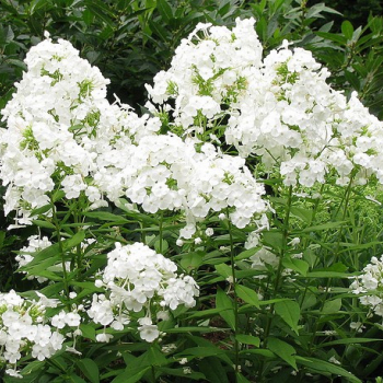 Флокс метельчатый Рембрандт (Phlox paniculata Rembrand) - Продажа растений