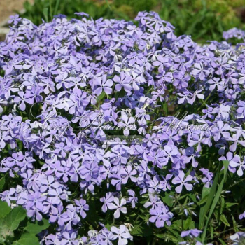 Флокс растопыренный "Клаудс оф Парфюм" (Phlox divarica "Clouds of Perfume") - Продажа растений