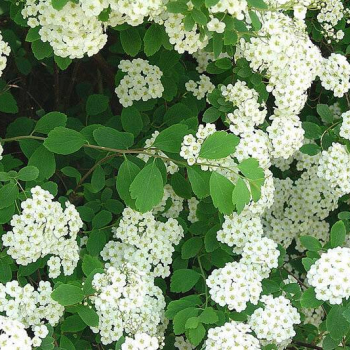 Spiraea vanhouttei / Спирея вангутта - Продажа растений