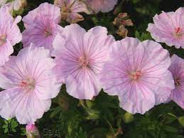 Герань кроваво-красная  Стриатум (Geranium sanguineum Striatum) - Продажа растений