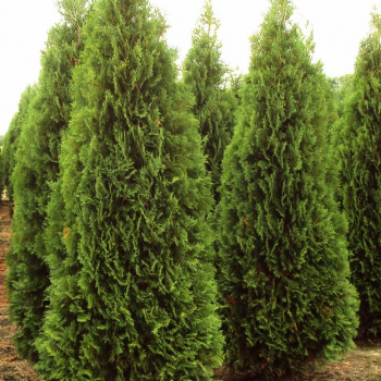 Туя западная "Фастигиата" (Thuja occidentalis Fastigiata) - Продажа растений