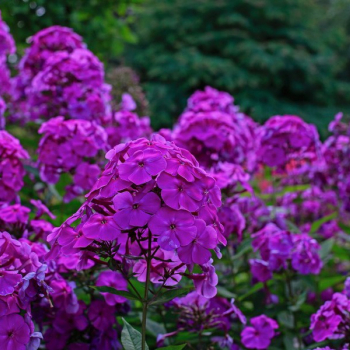 Флокс метельчатый "Дустерлохе" (Phlox paniculata "Dusterlohe") - Продажа растений