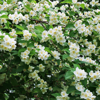 Чубушник венечный (Philadelphus coronarius) - Продажа растений