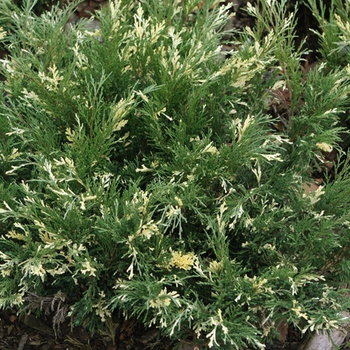 Можжевельник горизонтальный Андорра Вариегата (Juniperus horizontalis Andorra Variegata) - Продажа растений