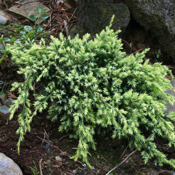 Можжевельник чешуйчатый Холгер (Juniperus squamata Holger) - Продажа растений