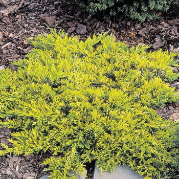 Можжевельник горизонтальный Голден Карпет (Juniperus horizontalis Golden Carpet) - Продажа растений