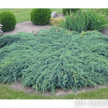 Можжевельник чешуйчатый Блю Карпет (Juniperus squamata Blue Carpet) - Продажа растений