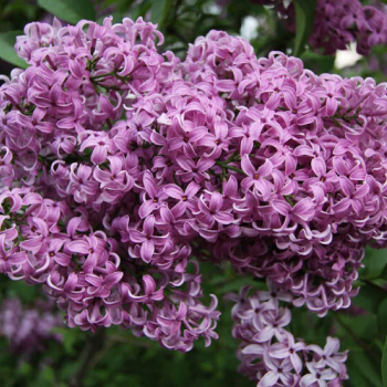 Сирень Китайская (Syringa chinensis Saugeana) - Продажа растений