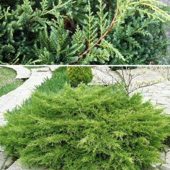 Можжевельник средний Пфитцериана Компакта (Juniperus pf. Pfitzeriana Compacta) - Продажа растений