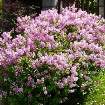 Сирень Мейера Палибин (Syringa meyeri Palibin ) - Продажа растений