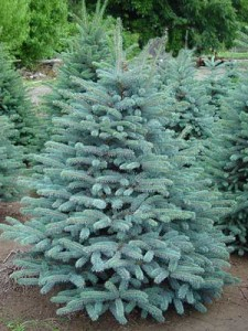 Ель колючая Глаука ф. колонна (Picea pungens glauca) - Продажа растений