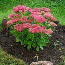 Очиток прямостоячий (Sedum hybrida) - Продажа растений