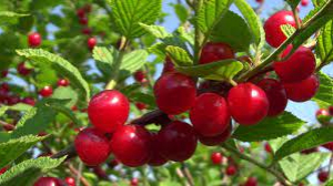 Вишня Войлочная "Океанская Вигорова" (Prunus tomentosa) (на штамбе) - Продажа растений