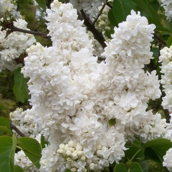 Сирень обыкновенная 2 прививки: белая, махровая  (Syringa vulgaris ) - Продажа растений