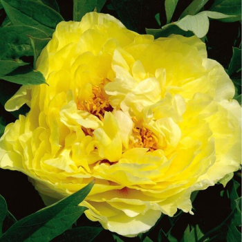 Пион Елоу крон (Paeonia Yellow Crown) - Продажа растений