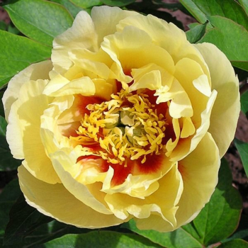 Пион-ИТО Прейри Чарм (Paeonia (I) Prairie Charm) - Продажа растений