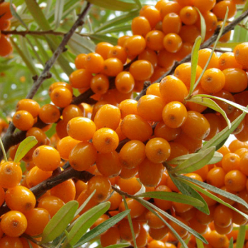 Облепиха "Рует" (Hippophae Ruet) - Продажа растений