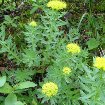 Очиток Золотой корень или Родиола розовая (Rhodiola rosea L.) - Продажа растений