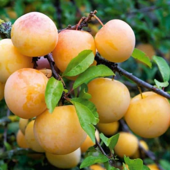 Слива желтая самоплодная (Prunus domestica) - Продажа растений