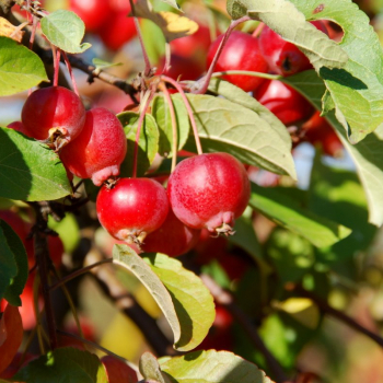 Яблоня ягодная или сибирская (Malus baccata / sibirica) - Продажа растений