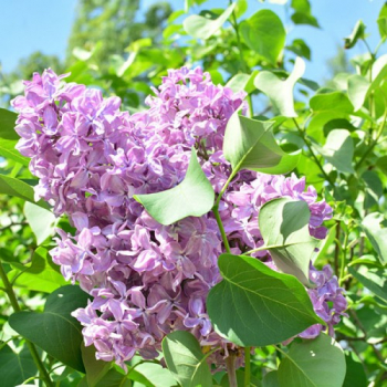 Сирень обыкновенная "Виолетта" (Syringa vulgaris Violetta) бледно-фиолетовая - Продажа растений