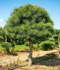 Сосна обыкновенная (Pinus sylvestris) форма шар - Продажа растений