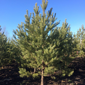 Сосна обыкновенная (Pinus sylvestris) - Продажа растений