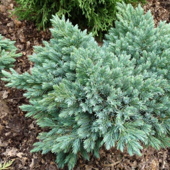 Можжевельник чешуйчатый 'Блу Стар' (Juniperus squamata `Blue Star`) - Продажа растений