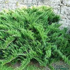 Можжевельник казацкий Тамарисцифолия (Juniperus Sabina Tamariscifolia) - Продажа растений