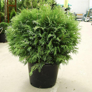 Туя западная "Вудсварди" (Thuja occidentalis Woodwardii) - Продажа растений