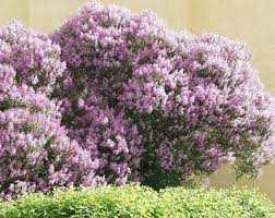 Сирень Венгерская (Syringa josikaea) - Продажа растений