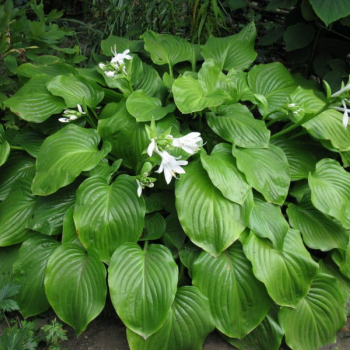 Хоста подорожниковая (Hosta plantaginea) - Продажа растений